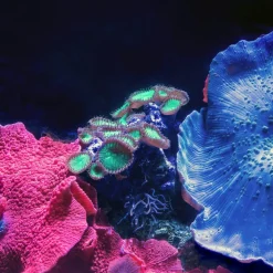 Calendrier photos - Vie sous-marine