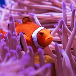 Calendrier photos - Vie sous-marine