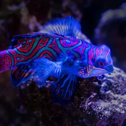 Calendrier photos - Vie sous-marine