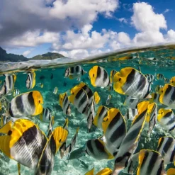 Calendrier photos - Vie sous-marine