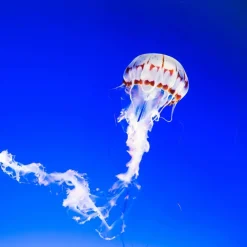 Calendrier photos - Vie sous-marine