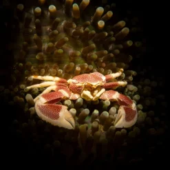 Calendrier photos - Vie sous-marine