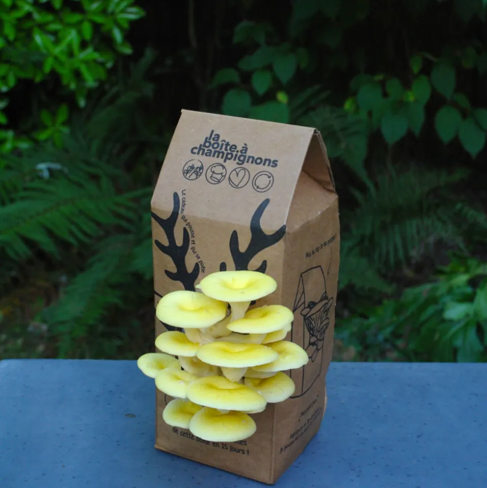 Kit champignons en boîte à faire soi-même