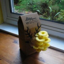 Kit champignons en boîte à faire soi-même
