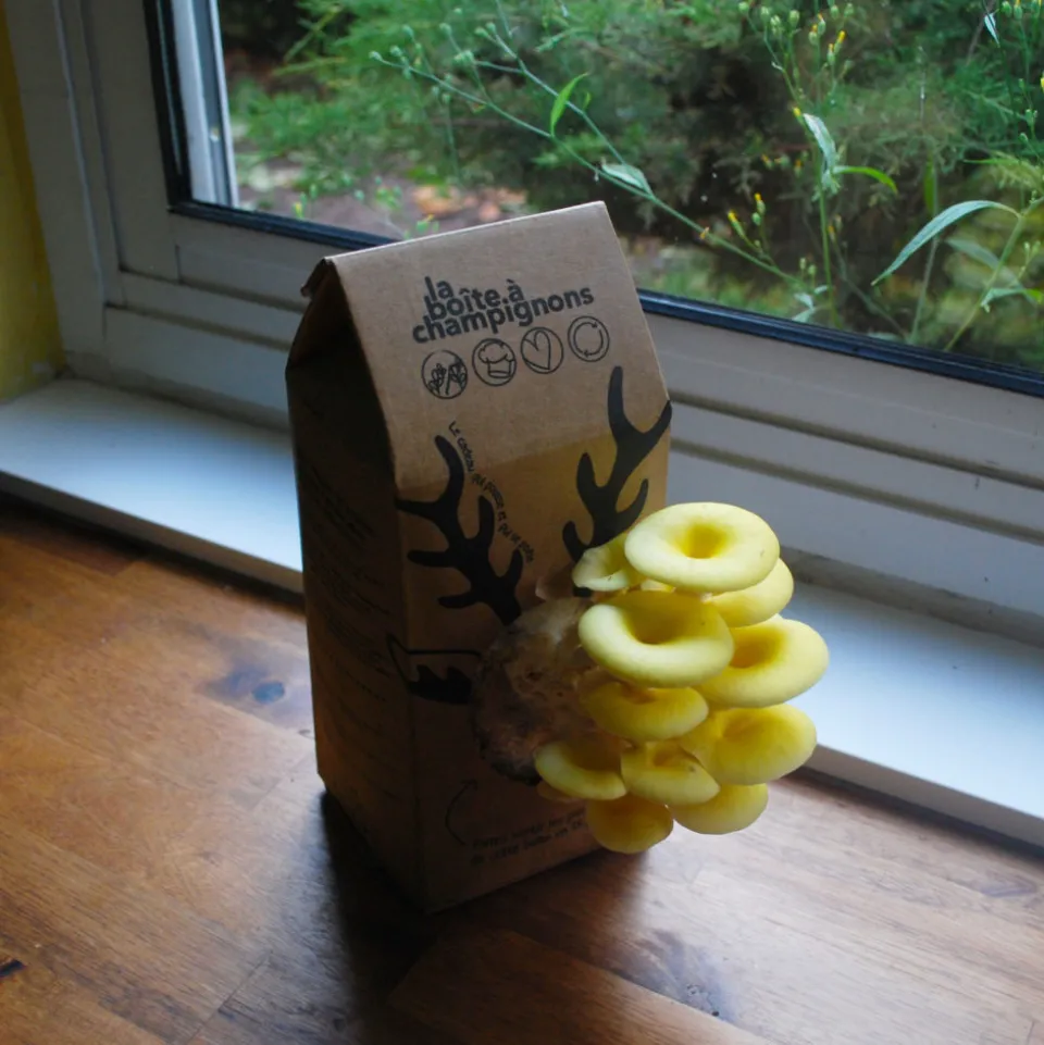 Kit champignons en boîte à faire soi-même