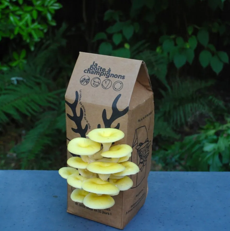 Kit champignons en boîte à faire soi-même